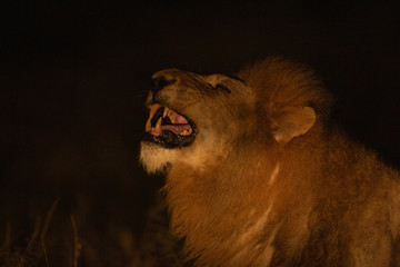 Male lion displaying the distinct flehmans grimace as he puts the scent of a lady into his vomeronasal gland.