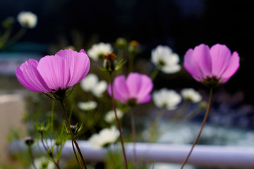 pink flowers against sun