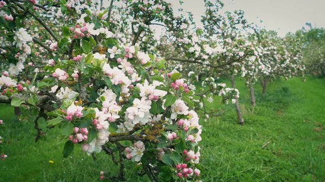 Apple Blossoms In Orchard