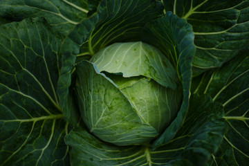 Fototapeta premium Fresh cabbage from farm field. View of green cabbages plants. Vegetarian food concept. Soft focus of big cabbage in the garden. Fresh green cabbage maturing heads growing in vegetable farm.