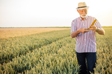 Gray haired senior agronomist or farmer measuring wheat beads before the harvest. Healthy food production.