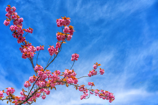 Branch with blossom pink Azalea flowers on blue sky background