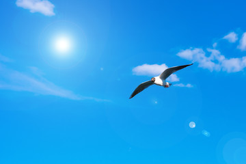 Creative layout with a copy space. Background made of bright blue sky, white clouds  and a flying seagull