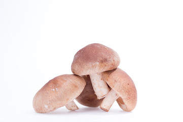 Hill of mushrooms shiitake. Shiitake mushroom isolate. Three shiitake mushrooms.