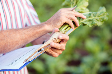 Senior agronomist or farmer measuring sugar beet roots with a ruler and writing data into questionnaire. Close-up photo, focus on foreground. Organic food production