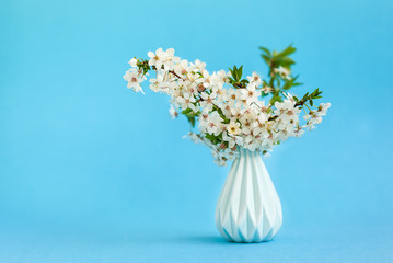 Cherry flowers in blue vase on blue background. Still life with white flowers.