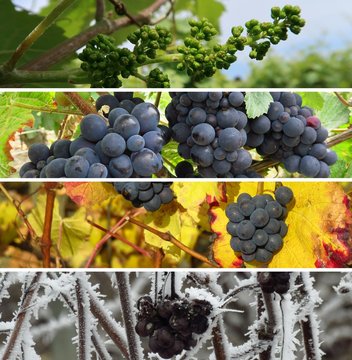 Les quatre saisons de la vigne en Champagne, évolution d’une grappe de raisin (France)