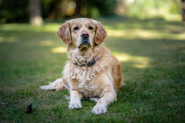 Golden Retriever