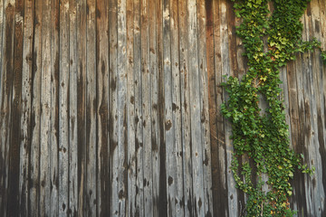 Old Barn Door with ivy growing on it
