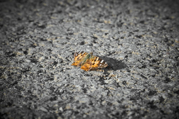 Colorful butterfly on street
