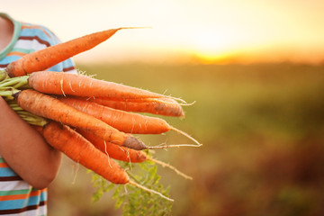 Little kid boy holding a fresh harvested ripe carrots in his hands.