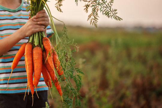 Little kid boy holding a fresh harvested ripe carrots in his hands.