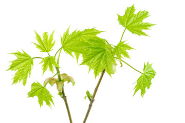 Maple branch with fresh leaves