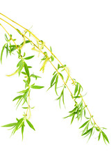 Willow branch with fresh leaves