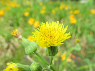 Flor Diente De León En Campo De Lirios