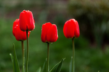 Fresh red tulips flowers after rain on nature green background.