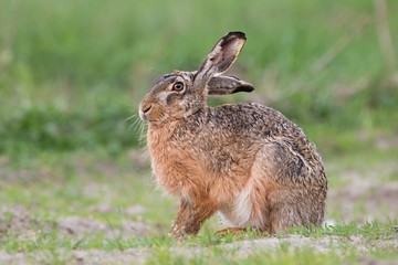 Fototapeta premium European brown hare, lepus europaeus, sitting in spring with green grass in background. Rabbit with long ears hiding. Wildlife scenery from nature.