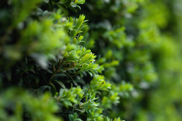 Beautiful natural background, Green leaves wall hedge as background of fresh boxwood.
