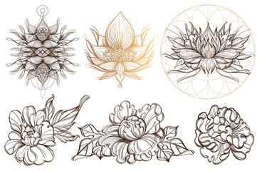 Botanical graphics. Peonies. A set of illustrations with buds, blossoming flowers and leaves.