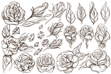 Botanical graphics. Roses. A set of illustrations with buds, blossoming flowers and leaves.