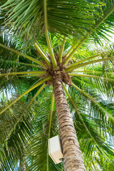 Tall palm with switch box and big green leaves