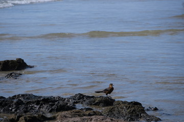 Bird walking at the beach