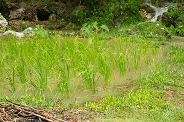 The first rice paddy of Okinawa