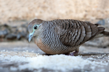 A pigeon is feeding the rice in the backyard, Thailand. Zebra dove eat hard grains of white rice, close up.