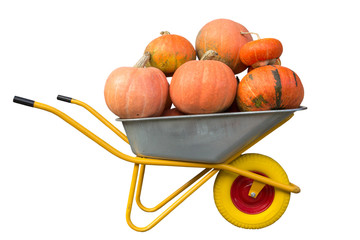 wheelbarrow of pumpkins isolated,Harvest pumpkins full wheelbarrow isolated on white background