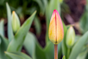 Tulips are blooming at spring time