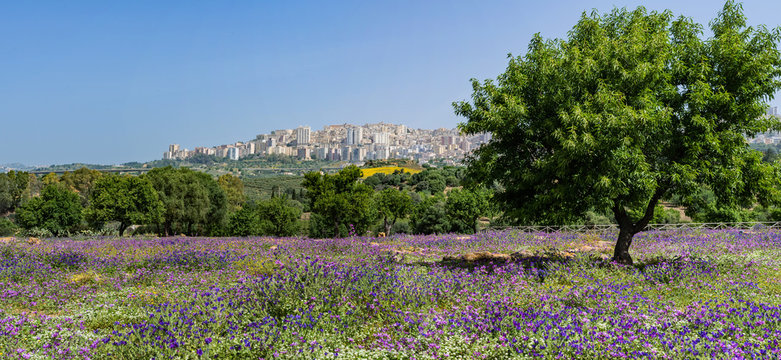 Blumenwiese im Tal der Tempel mit Blick auf Agrigento; Sizilien
