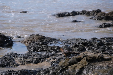 Beach with stones