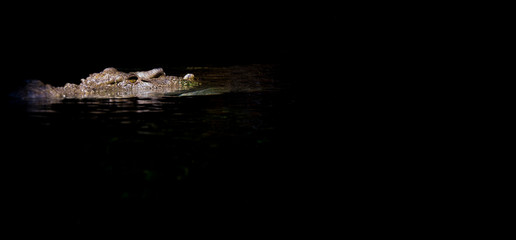salt water crocodile on black 