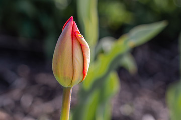 Tulips are blooming at spring time