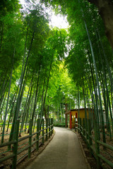 Bamboo forest in the park