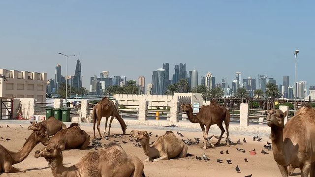 Camels and birds in a camel market in Doha. In the background, the skyline of Doha can be seen.