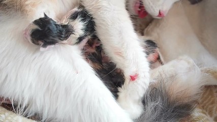 Birth of kitten. The exhausted mother cat often breathes due to labor pains gave birth to kittens . Birth attempts of the cat. Birth pains. Childbirth labor. A newborn kitten has just been born crawls