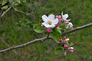 Blooming apple tree in springtime