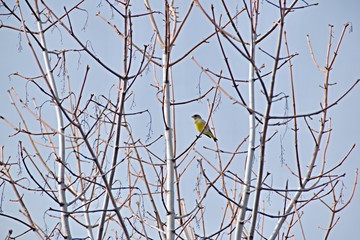 Carduelis chloris on a branch