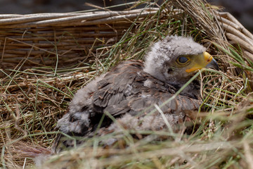 Eaglet