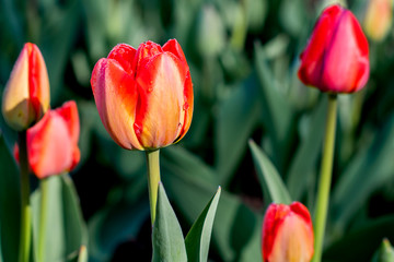 Tulips are blooming at spring time