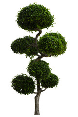Beautiful ornamental tree,  Green leaves ornamental plant, big bonsai, Suitable for use in architectural design or Decoration work isolated on white background for graphic. with clipping path