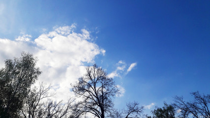 Dark blue sky and light airy white clouds and treetops.