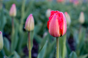 Tulips are blooming at spring time