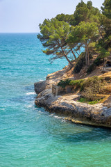Pine tree and blue water on the coast of Menorca, Balearic islands, Spain