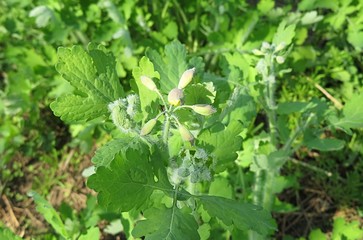 Celandine plant growing in the garden, closeup