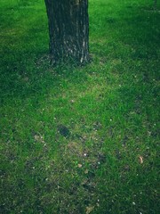 single tree in the middle of a green grass in the park