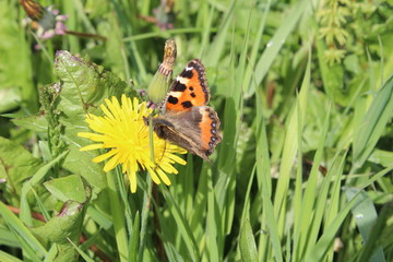  Small Tortoiseshell Butterfly resting on a Dandelion plant
