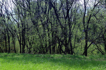 The trees are mysterious at sunset in the forest over the grass as the background.