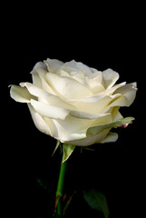 Blooming bud of white rose on a dark background